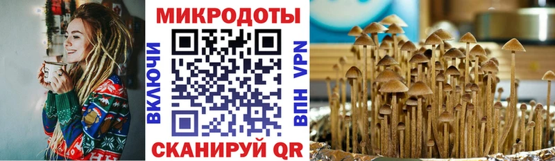 Псилоцибиновые грибы Psilocybe  Советская Гавань 